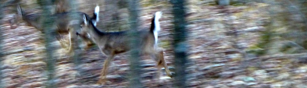 cropped-2013-0107-deer-running