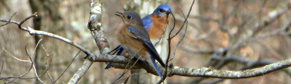 cropped-2013-0221-bluebirds-on-limb