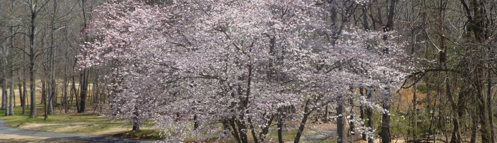 cropped-2013-03-cherry