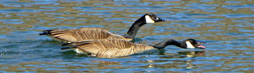 cropped-2013-0319-canada-goose-honking
