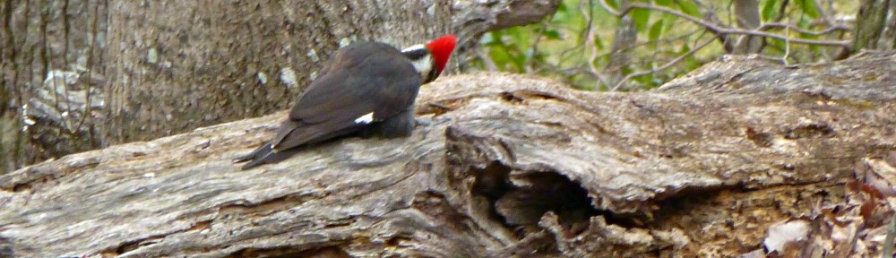 cropped-2013-0320-pileated-woodpecker