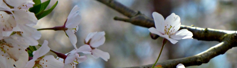 cropped-2013-0401-cherry-blossoms