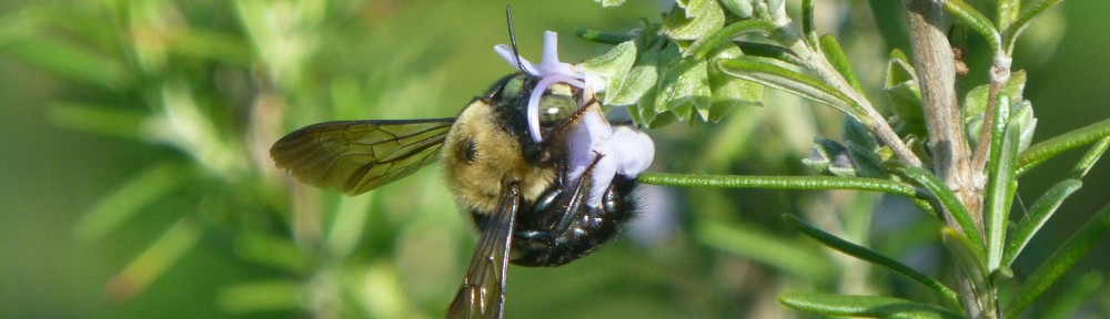 cropped-2013-0415-bee-horse-park