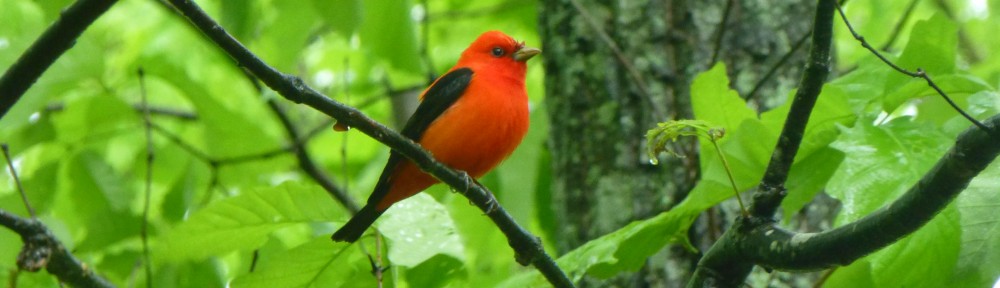 cropped-2013-05-tanager