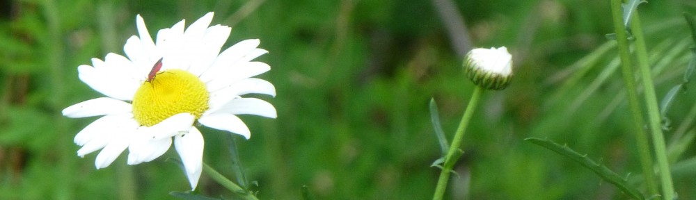 cropped-2013-06-daisy