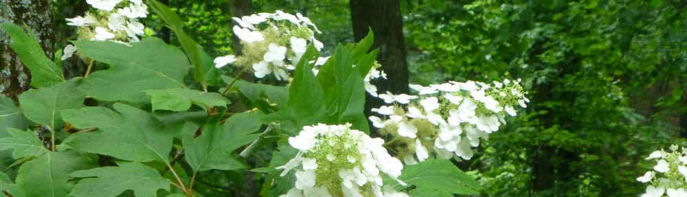 cropped-2013-06-oakleaf-hydrangea