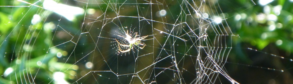 cropped-2013-0614-spider-in-web