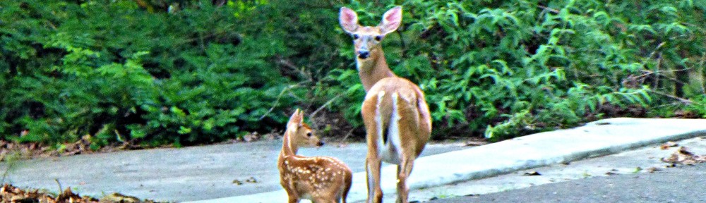 cropped-2013-0621-fawn-doe-header