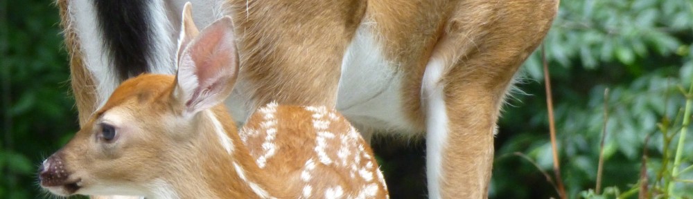 cropped-2013-07-fawn