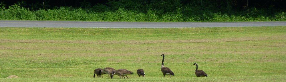 cropped-2013-07-geese