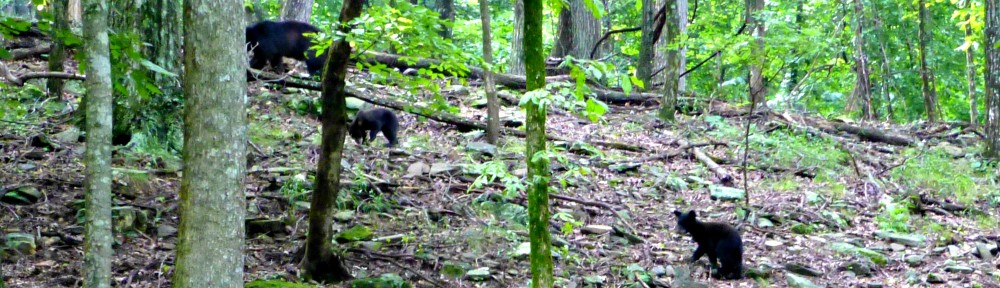 cropped-2013-0721-bear-cubs