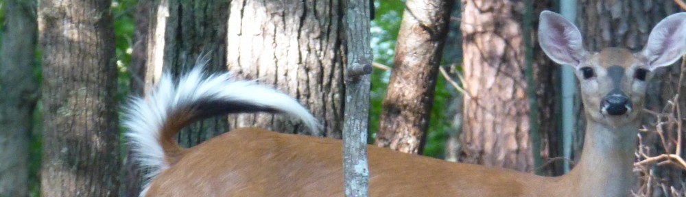 cropped-2013-08-deer-whitetail