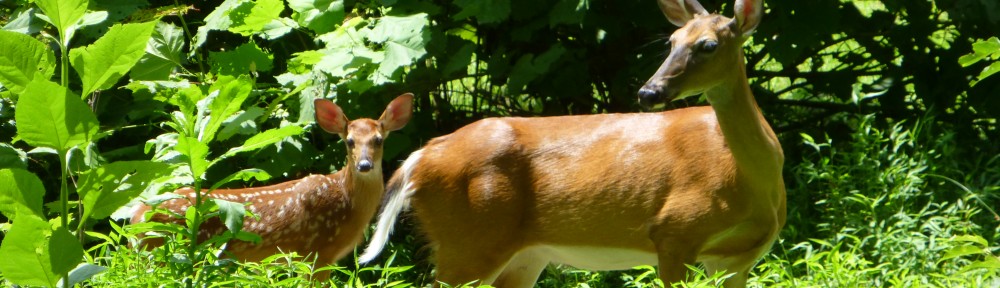 cropped-2013-08-fawn-doe