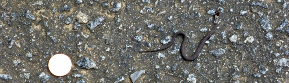 cropped-2013-0818-baby-snake-penny