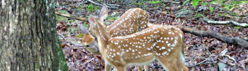 cropped-2013-0901-twin-fawns