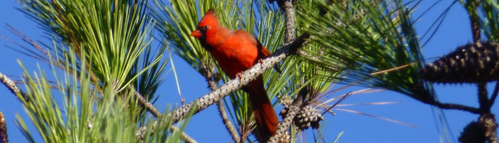 cropped-2013-10-cardinal