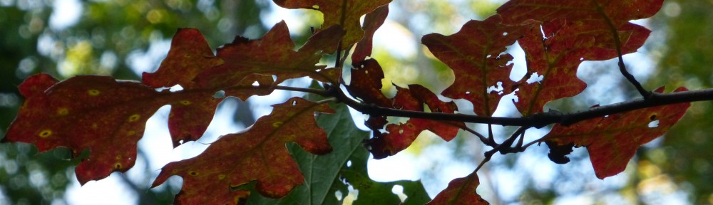 cropped-2013-10-oak-leaves