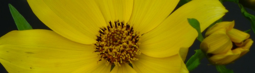 cropped-2013-11-yellow-flower-macro