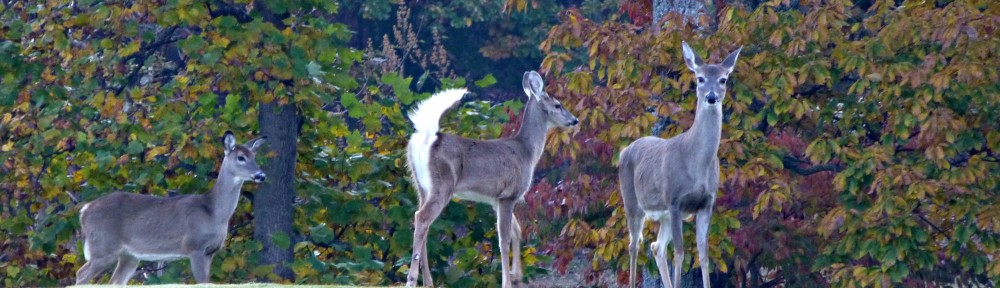 cropped-2013-1103-three-deer