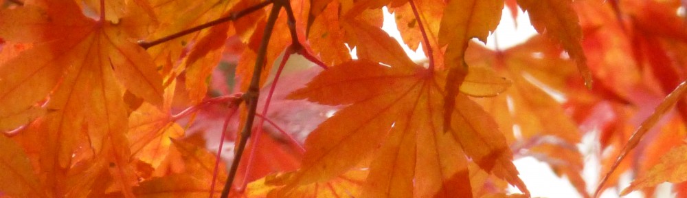 cropped-2013-1117-maple-leaves