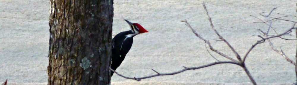 cropped-2013-1120-pileated-woodpecker