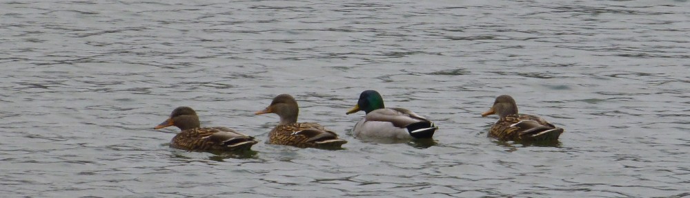 cropped-2013-1215-four-ducks