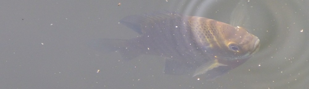 cropped-2013-fish