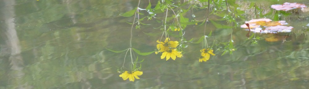 cropped-2013-yellow-flowers-hole-3