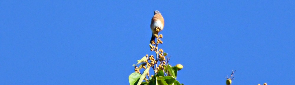 cropped-bluebird-paulownia-tree