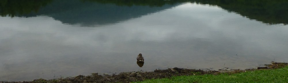 cropped-p1470234-2013-0627-lone-duck