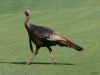 2012-0707-turkey-c