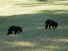 2012-0526-bear-cubs-1