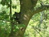 2012-0526-bear-cubs-10