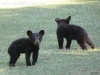 2012-0526-bear-cubs-2