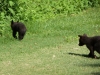 2012-0526-bear-cubs-3