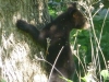 2012-0526-bear-cubs-5