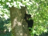 2012-0526-bear-cubs-6