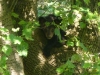 2012-0526-bear-cubs-9