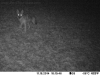 2014-1118-coyote-2