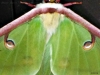 2014-0331-luna-moth