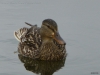 2013-0627-duck-bath-44