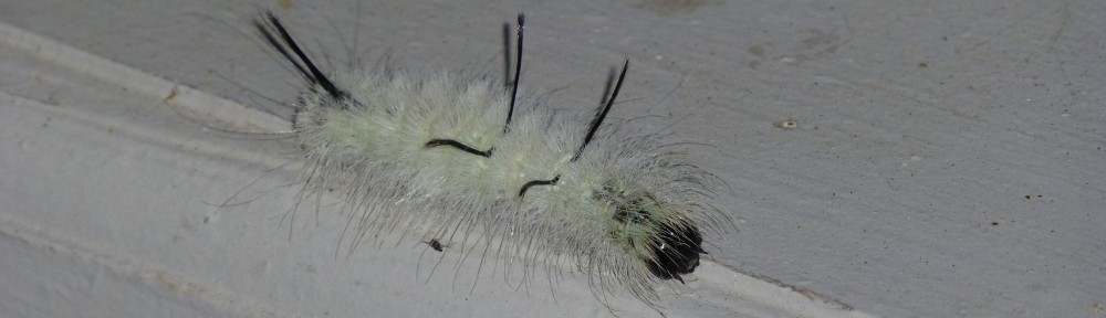 download white wooly worms