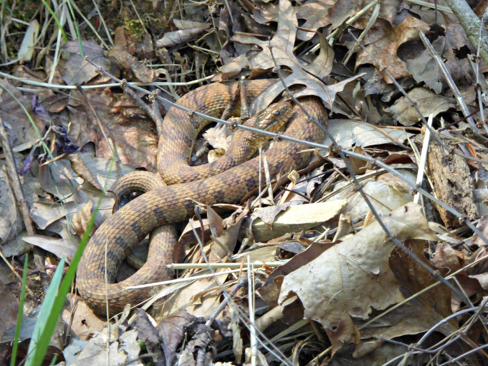 April 21, 2015 - snake in Bent Tree