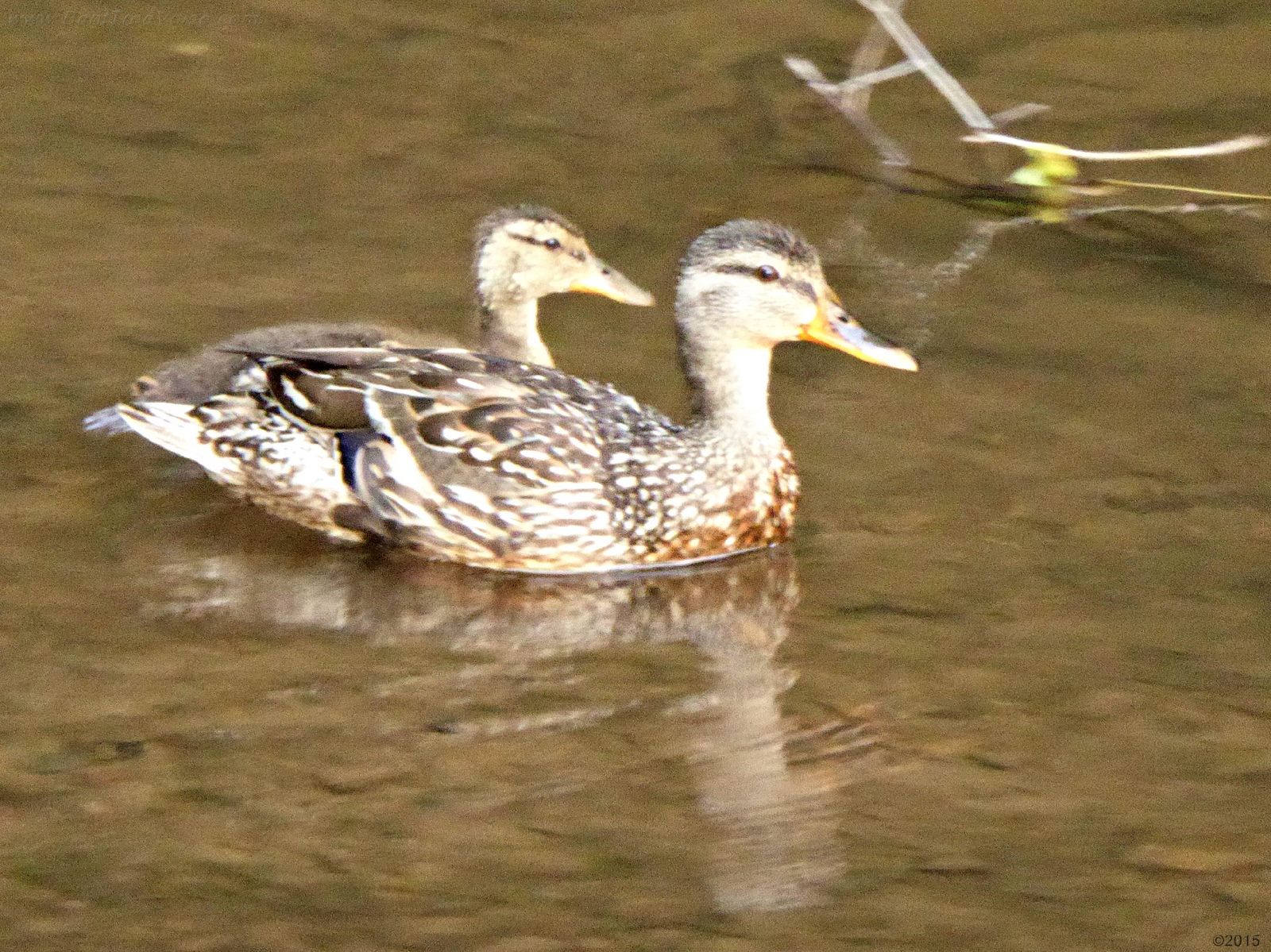 July 6, 2015 - female mallard and duckling update