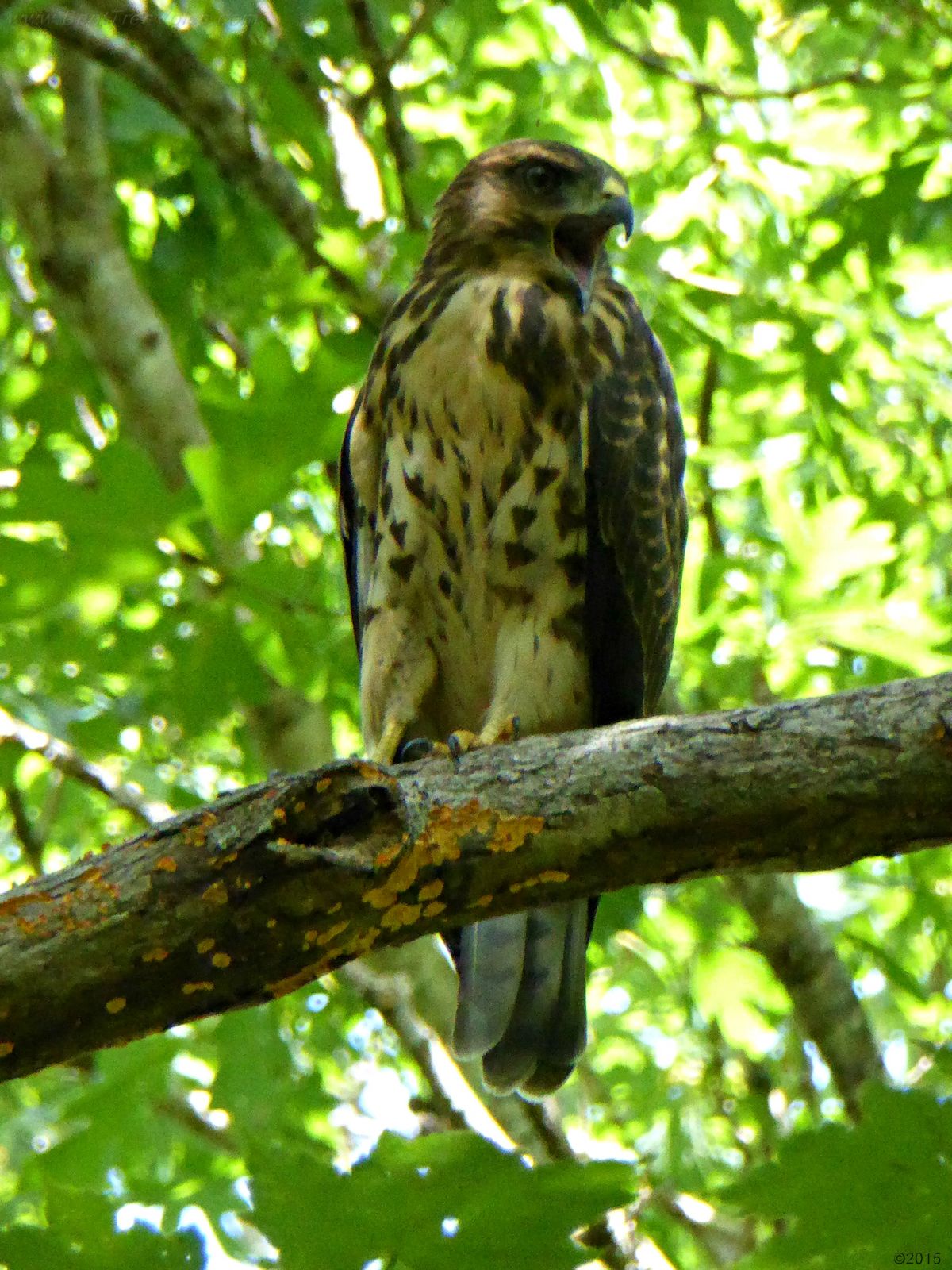 July 10, 2015 - Broad-winged hawk in Bent Tree
