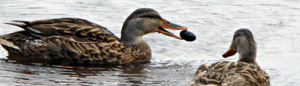 July 28, 2015 - ducks finding freshwater mussels