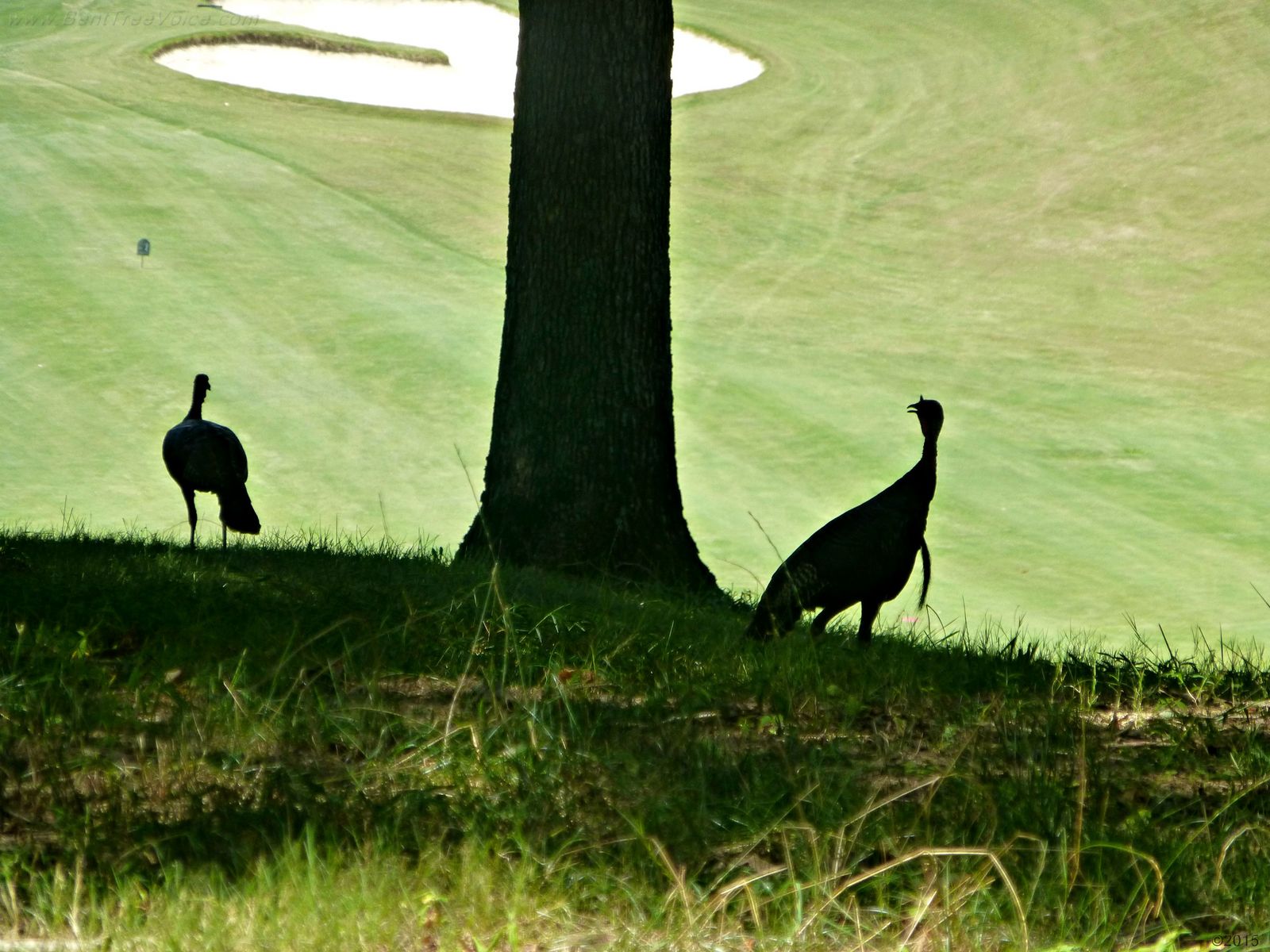 August 4, 2015 - turkeys in the rough on the Bent Tree Golf Course
