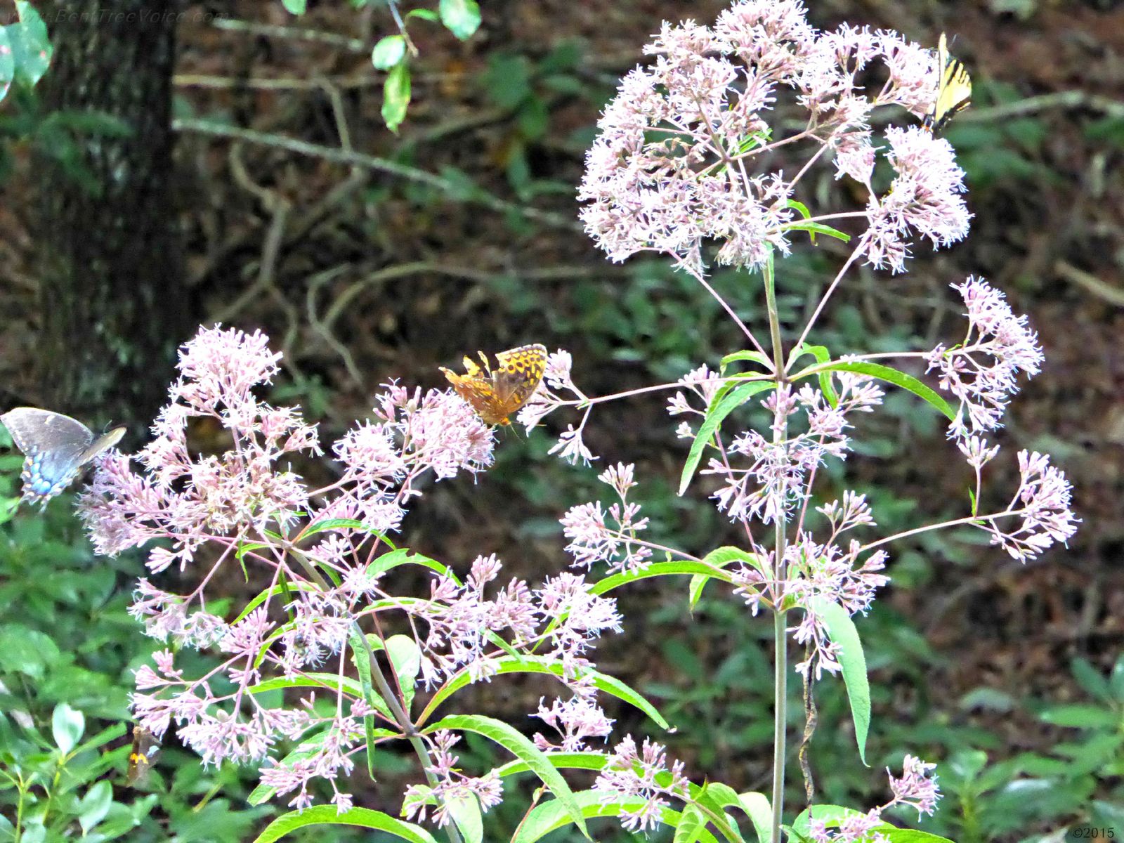 August 20, 2015 - Butterflies on Joe Pye Weed (click image to zoom)