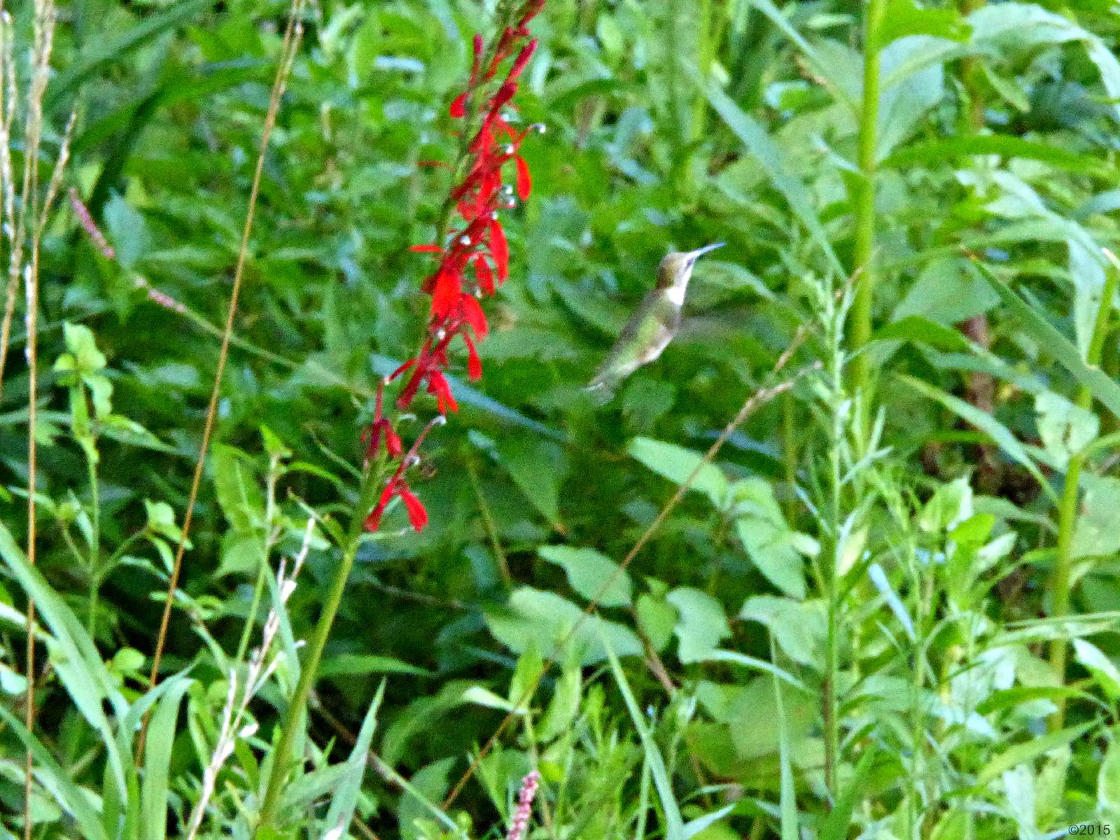 August 22, 2015 - Hummingbird and Cardinal Flower in Bent Tree