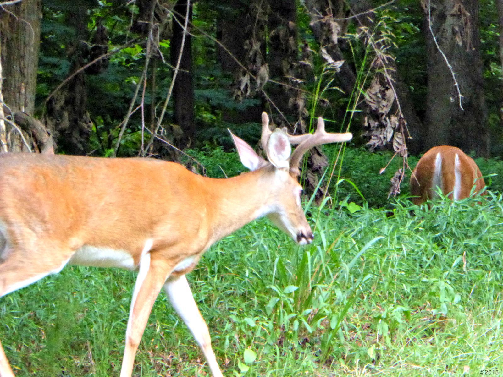 August 10, 2015 - Buck and doe in Bent Tree